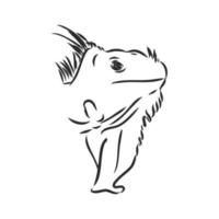 iguana vector sketch