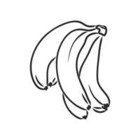 banana vector sketch