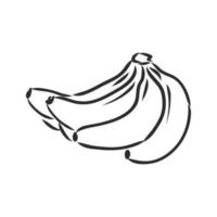 banana vector sketch