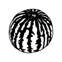 watermelon vector sketch