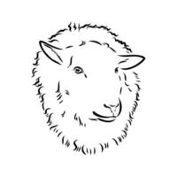 sheep vector sketch