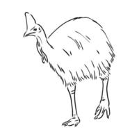 cassowary vector sketch