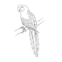 parrot vector sketch