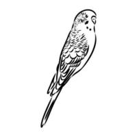 budgie vector sketch