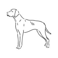 pointer dog vector sketch