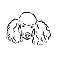 poodle dog vector sketch