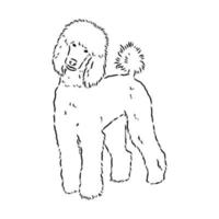 poodle dog vector sketch