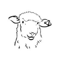 sheep vector sketch