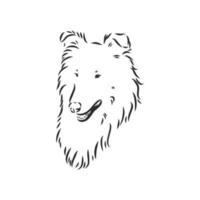 collie dog vector sketch