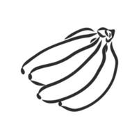 banana vector sketch