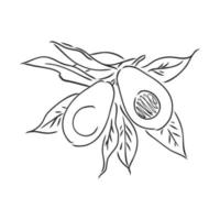 avocado vector sketch