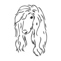 afghan hound vector sketch