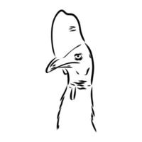 cassowary vector sketch