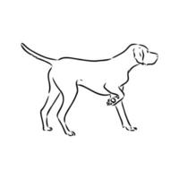 pointer dog vector sketch