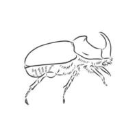 rhinoceros beetle vector sketch