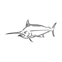 marlin fish vector sketch