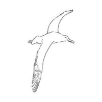 albatross vector sketch
