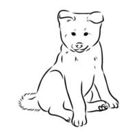 boceto vectorial de perro akita inu vector