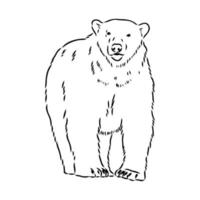 bosquejo del vector del oso polar