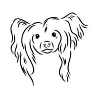 chinese crested dog vector sketch