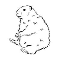 bosquejo del vector de la marmota