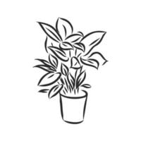 houseplant vector sketch