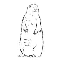 bosquejo del vector de la marmota