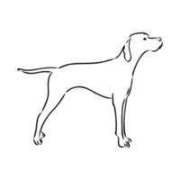 pointer dog vector sketch