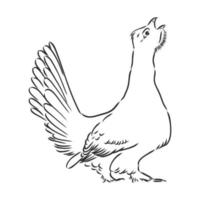 capercaillie bird vector sketch