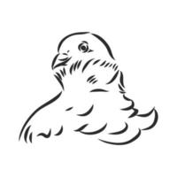 purebred pigeon vector sketch