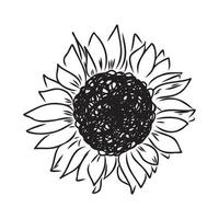 dibujo vectorial de semillas de girasol vector