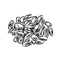 sunflower seeds vector sketch