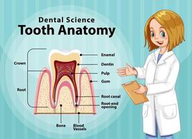 Infographic of human in dental science tooth anatomy vector