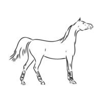 dibujo vectorial de caballo árabe vector