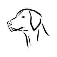 pointer dog vector sketch