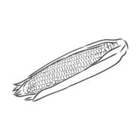 corn vector sketch