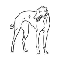 greyhound vector sketch