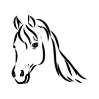 dibujo vectorial de caballo árabe vector