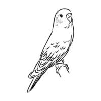 budgie vector sketch