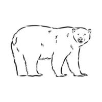 bosquejo del vector del oso polar