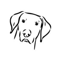 pointer dog vector sketch