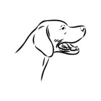 pointer dog vector sketch