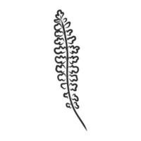 fern leaf vector sketch