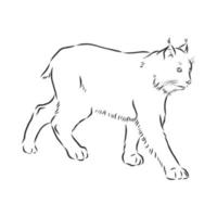 lynx vector sketch