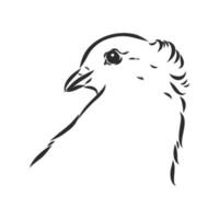 purebred pigeon vector sketch