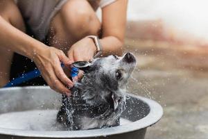 Woman dog owner taking shower a Chihuahua dog in bucket at home.