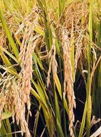 Close up yellow gold rice grain on the field. photo