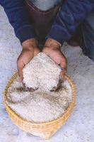 cierre el grano de arroz blanco de jazmín crudo en la vertical de la mano de la agricultura. foto