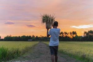 Farmers carry rice on their shoulder and walk in the paddy field in sunset. photo