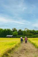Two woman asian farmer working at rice field vertical. photo